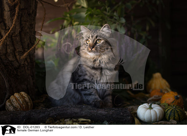 Deutsch Langhaar Katze / female German Longhair / DOL-01283