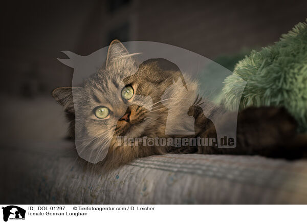 Deutsch Langhaar Katze / female German Longhair / DOL-01297