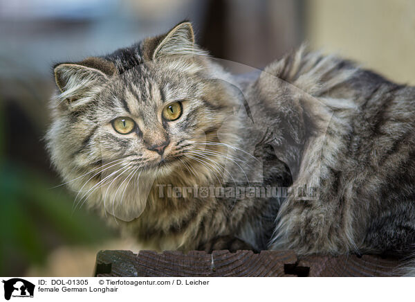 Deutsch Langhaar Katze / female German Longhair / DOL-01305
