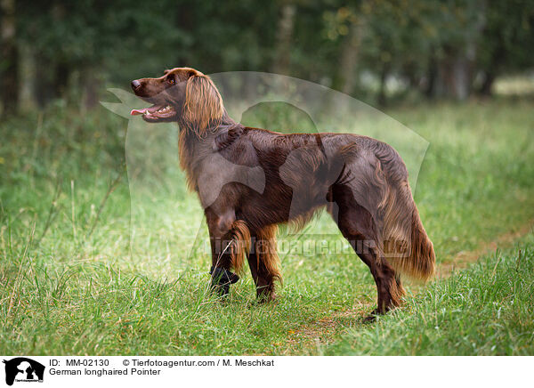 Deutsch Langhaar / German longhaired Pointer / MM-02130