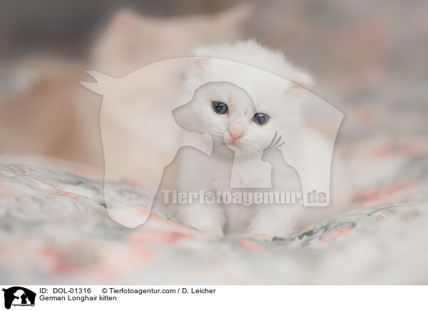 Deutsch Langhaar Ktzchen / German Longhair kitten / DOL-01316