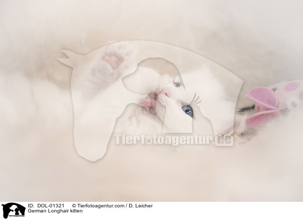 Deutsch Langhaar Ktzchen / German Longhair kitten / DOL-01321