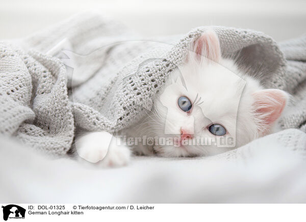 Deutsch Langhaar Ktzchen / German Longhair kitten / DOL-01325