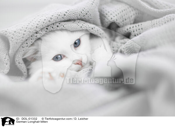 Deutsch Langhaar Ktzchen / German Longhair kitten / DOL-01332