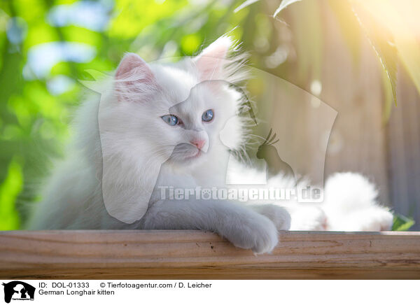 Deutsch Langhaar Ktzchen / German Longhair kitten / DOL-01333