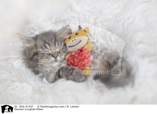 Deutsch Langhaar Ktzchen / German Longhair Kitten / DOL-01337