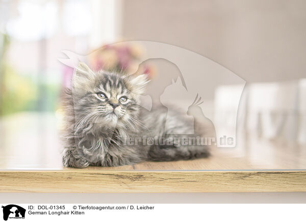 Deutsch Langhaar Ktzchen / German Longhair Kitten / DOL-01345