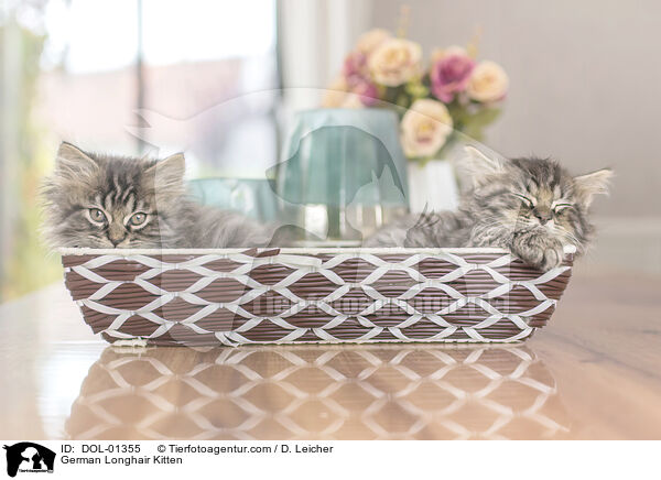 Deutsch Langhaar Ktzchen / German Longhair Kitten / DOL-01355