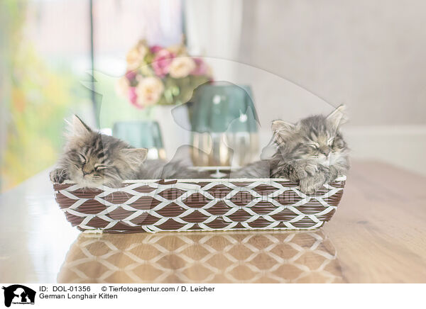 Deutsch Langhaar Ktzchen / German Longhair Kitten / DOL-01356