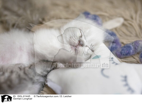 Deutsch Langhaar / German Longhair / DOL-01445