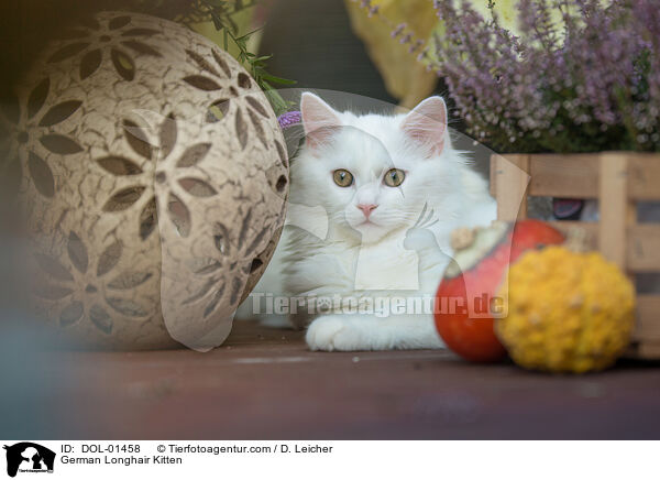 Deutsch Langhaar Ktzchen / German Longhair Kitten / DOL-01458