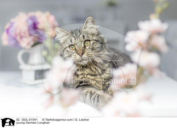 Deutsch Langhaar Jungkatze / young German Longhair / DOL-01541