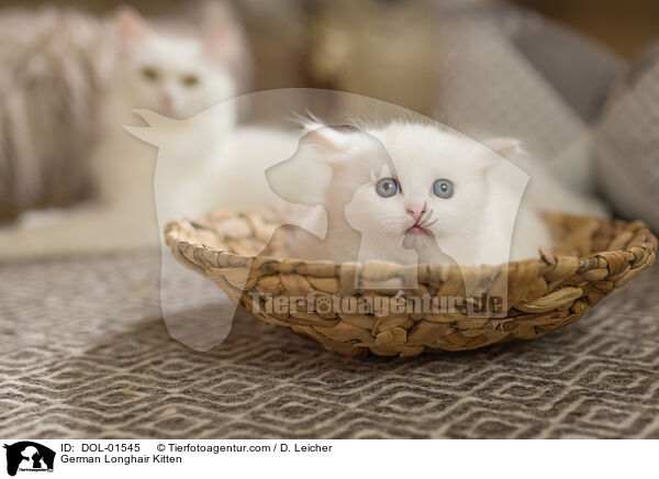 Deutsch Langhaar Ktzchen / German Longhair Kitten / DOL-01545