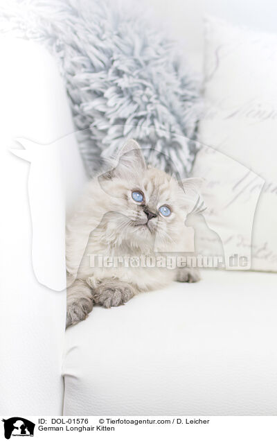 Deutsch Langhaar Ktzchen / German Longhair Kitten / DOL-01576
