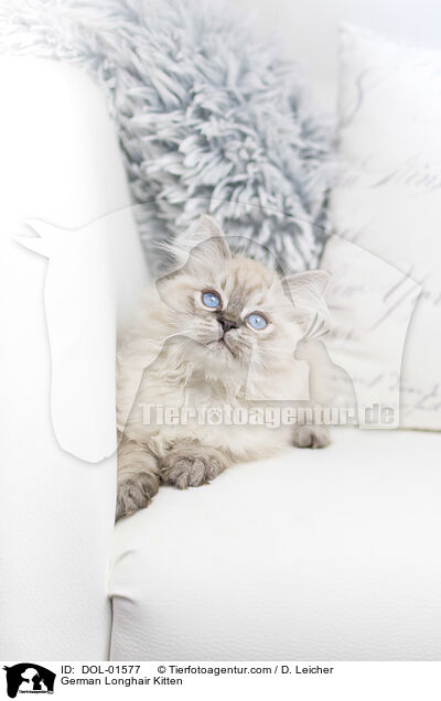 Deutsch Langhaar Ktzchen / German Longhair Kitten / DOL-01577