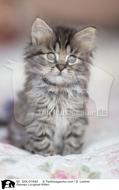 Deutsch Langhaar Ktzchen / German Longhair Kitten / DOL-01640
