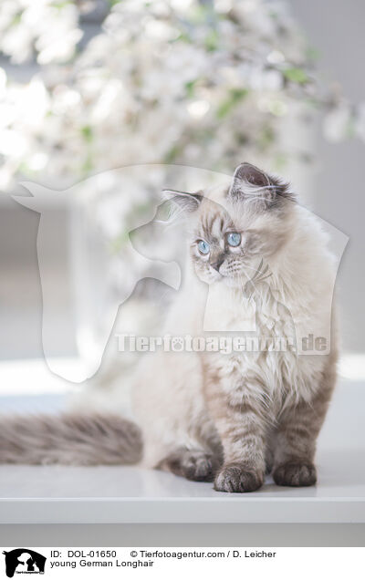 junge Deutsch Langhaar / young German Longhair / DOL-01650