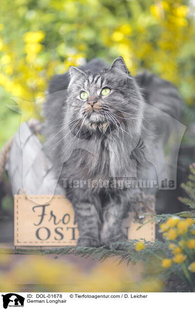 German Longhair / DOL-01678