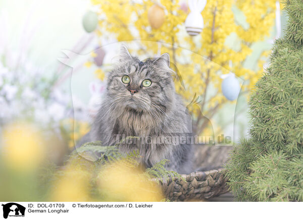 German Longhair / DOL-01709