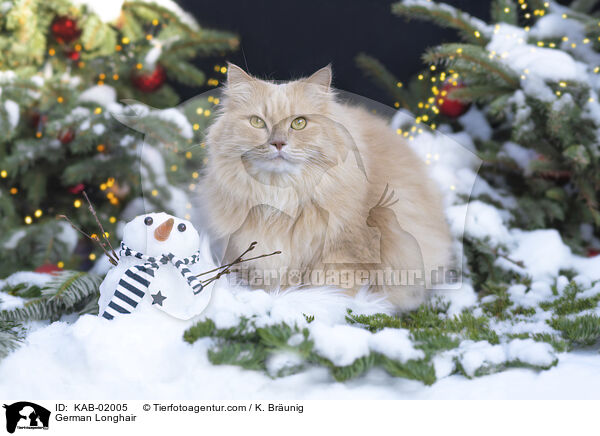 Deutsch Langhaar / German Longhair / KAB-02005