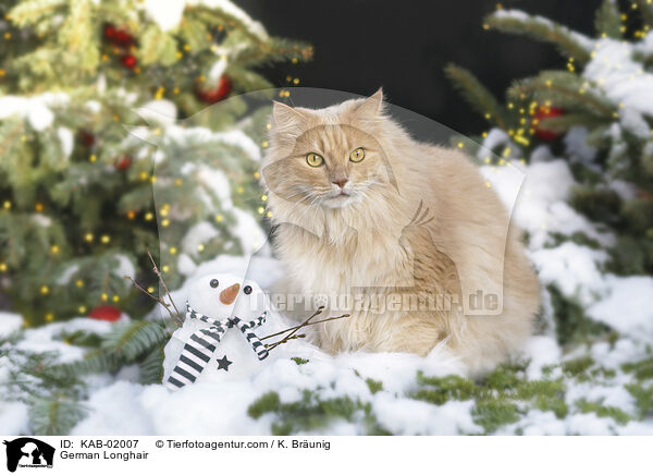 Deutsch Langhaar / German Longhair / KAB-02007