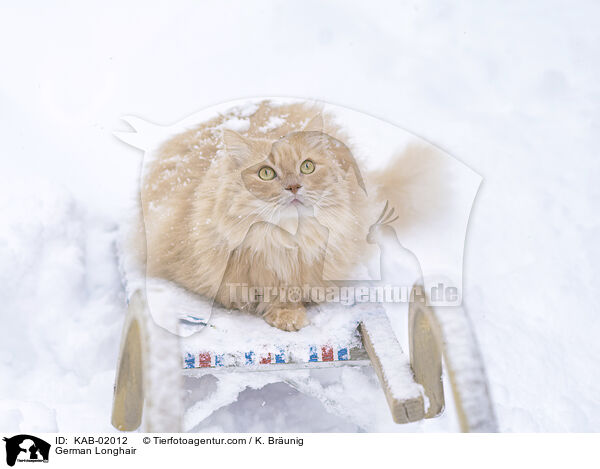 Deutsch Langhaar / German Longhair / KAB-02012