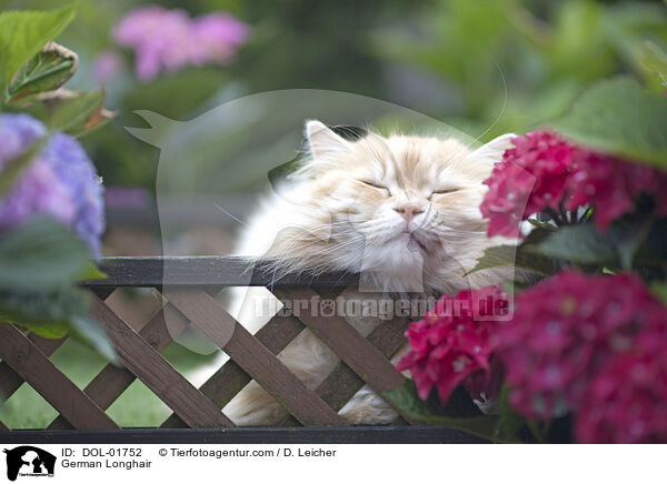 Deutsch Langhaar / German Longhair / DOL-01752