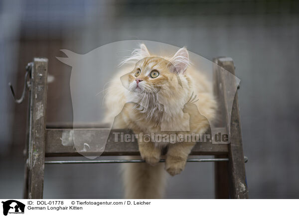 Deutsch Langhaar Ktzchen / German Longhair Kitten / DOL-01778