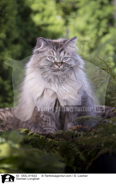 Deutsch Langhaar / German Longhair / DOL-01922