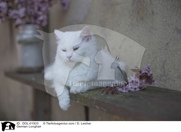 Deutsch Langhaar / German Longhair / DOL-01933