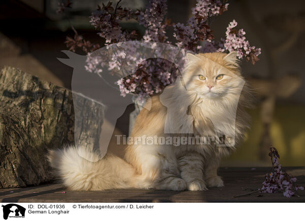 Deutsch Langhaar / German Longhair / DOL-01936