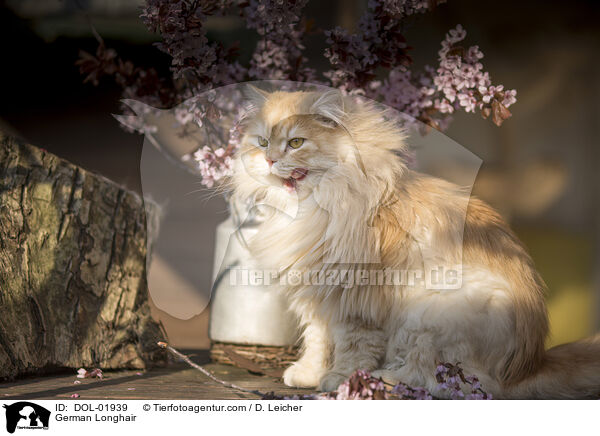 Deutsch Langhaar / German Longhair / DOL-01939