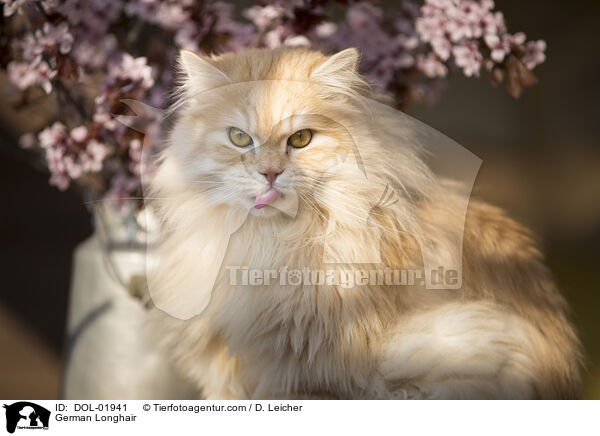 Deutsch Langhaar / German Longhair / DOL-01941