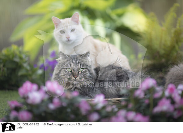 Katzen / cats / DOL-01952