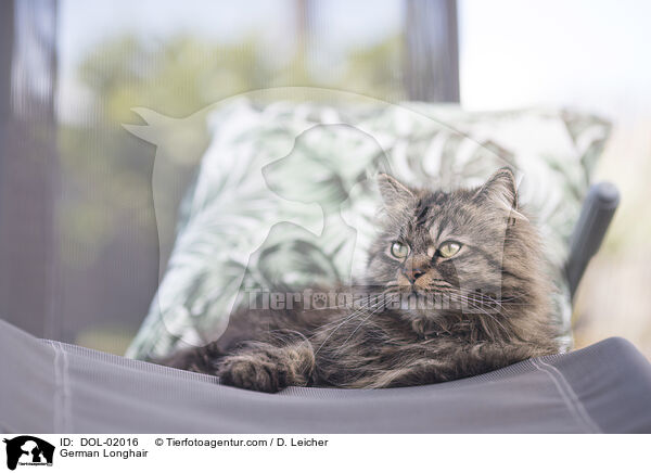Deutsch Langhaar / German Longhair / DOL-02016