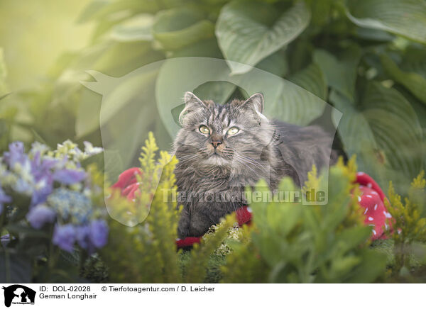 Deutsch Langhaar / German Longhair / DOL-02028