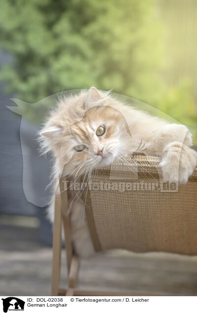 Deutsch Langhaar / German Longhair / DOL-02038