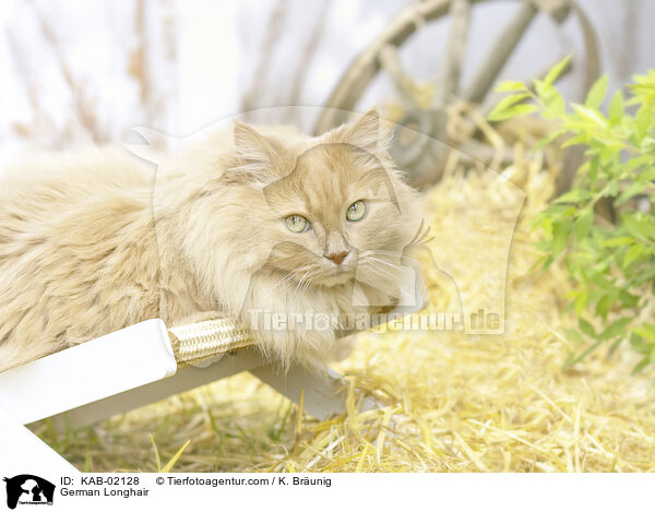 Deutsch Langhaar / German Longhair / KAB-02128