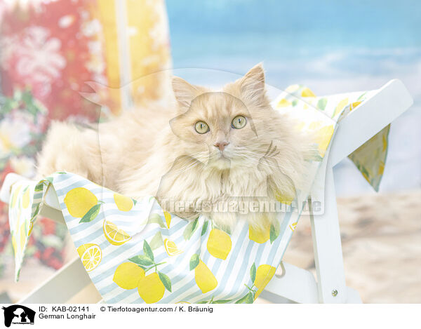 Deutsch Langhaar / German Longhair / KAB-02141