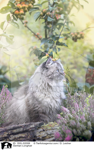 Deutsch Langhaar / German Longhair / DOL-02099