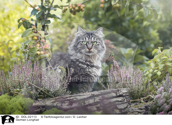 Deutsch Langhaar / German Longhair / DOL-02113