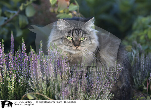 Deutsch Langhaar / German Longhair / DOL-02122