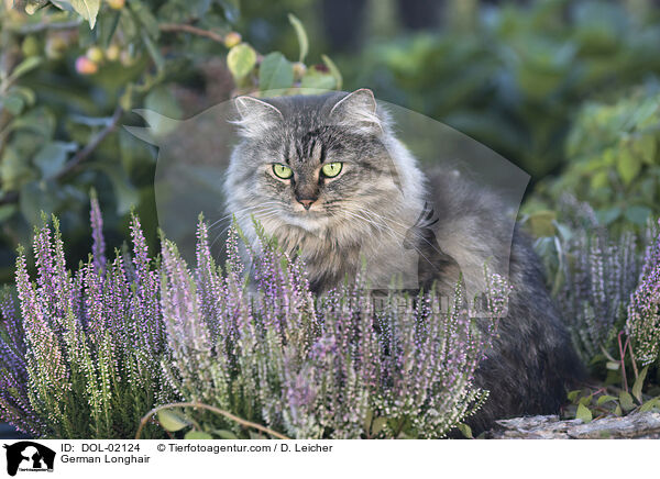 Deutsch Langhaar / German Longhair / DOL-02124