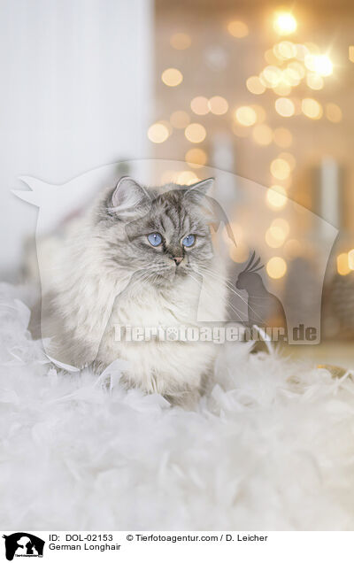 Deutsch Langhaar / German Longhair / DOL-02153