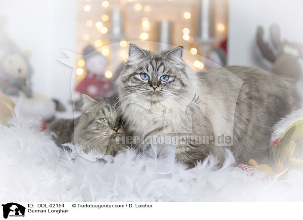 Deutsch Langhaar / German Longhair / DOL-02154