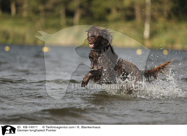 German longhaired Pointer / KB-14911