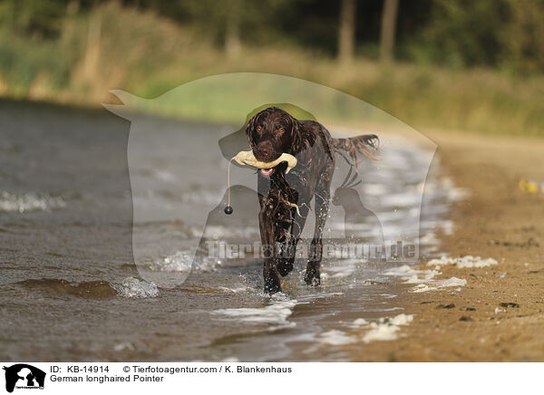 German longhaired Pointer / KB-14914
