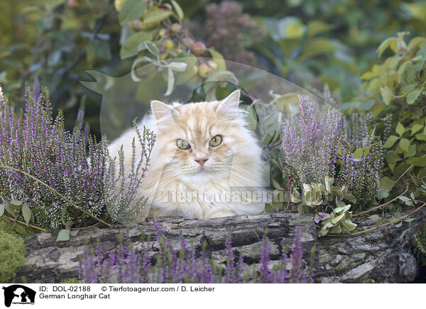 Deutsch Langhaar / German Longhair Cat / DOL-02188