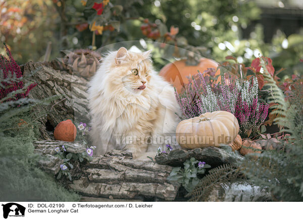 Deutsch Langhaar / German Longhair Cat / DOL-02190