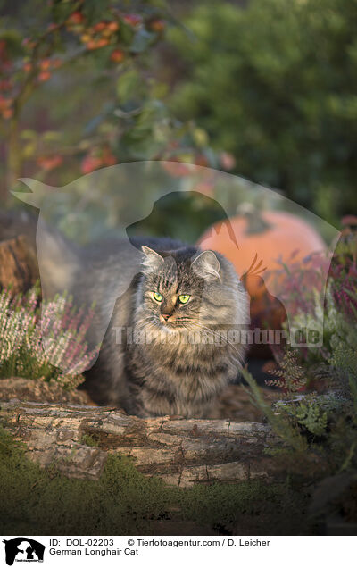Deutsch Langhaar / German Longhair Cat / DOL-02203